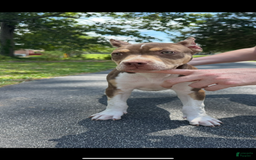 American Bully dogs for sale: Ms Daisy - Image 5