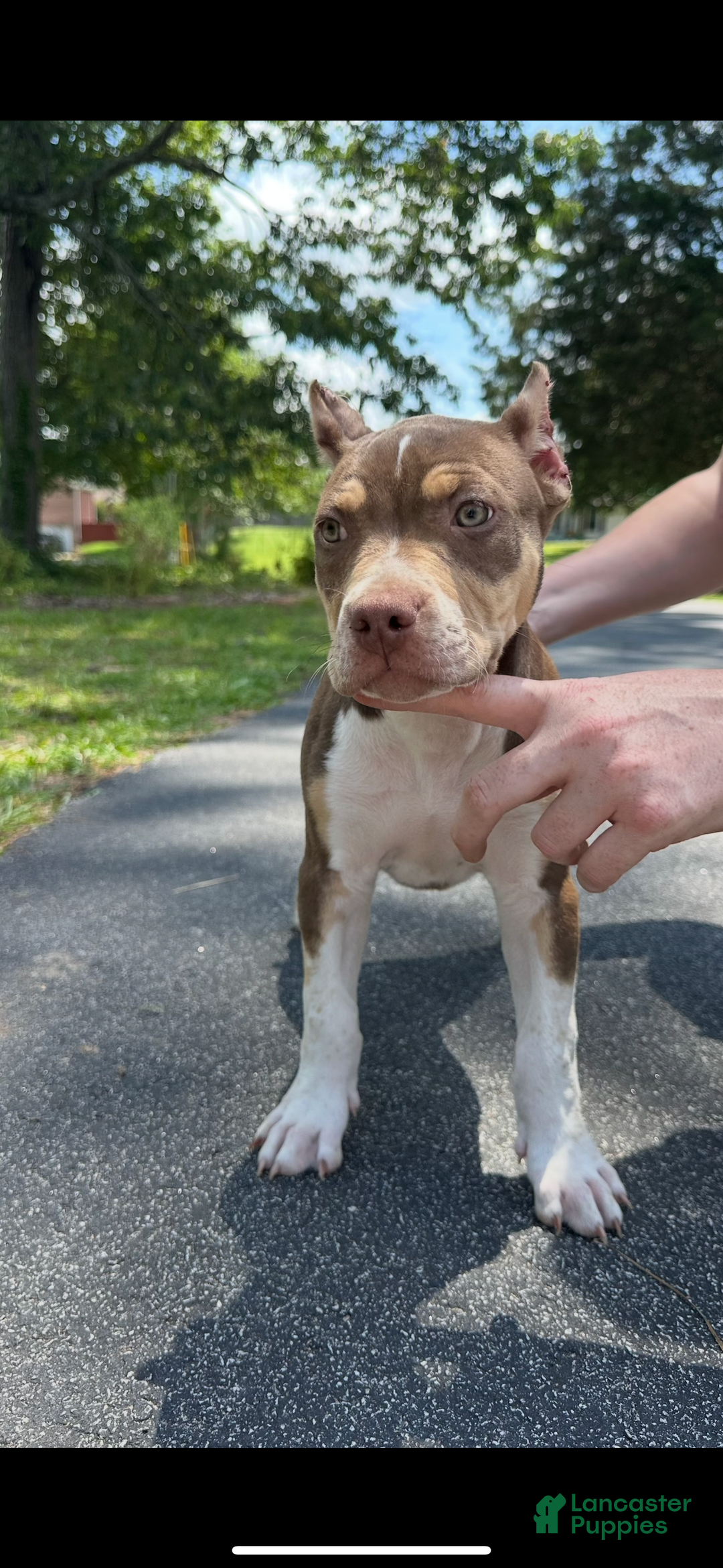 American Bully dogs for sale: Ms Daisy - Image 5