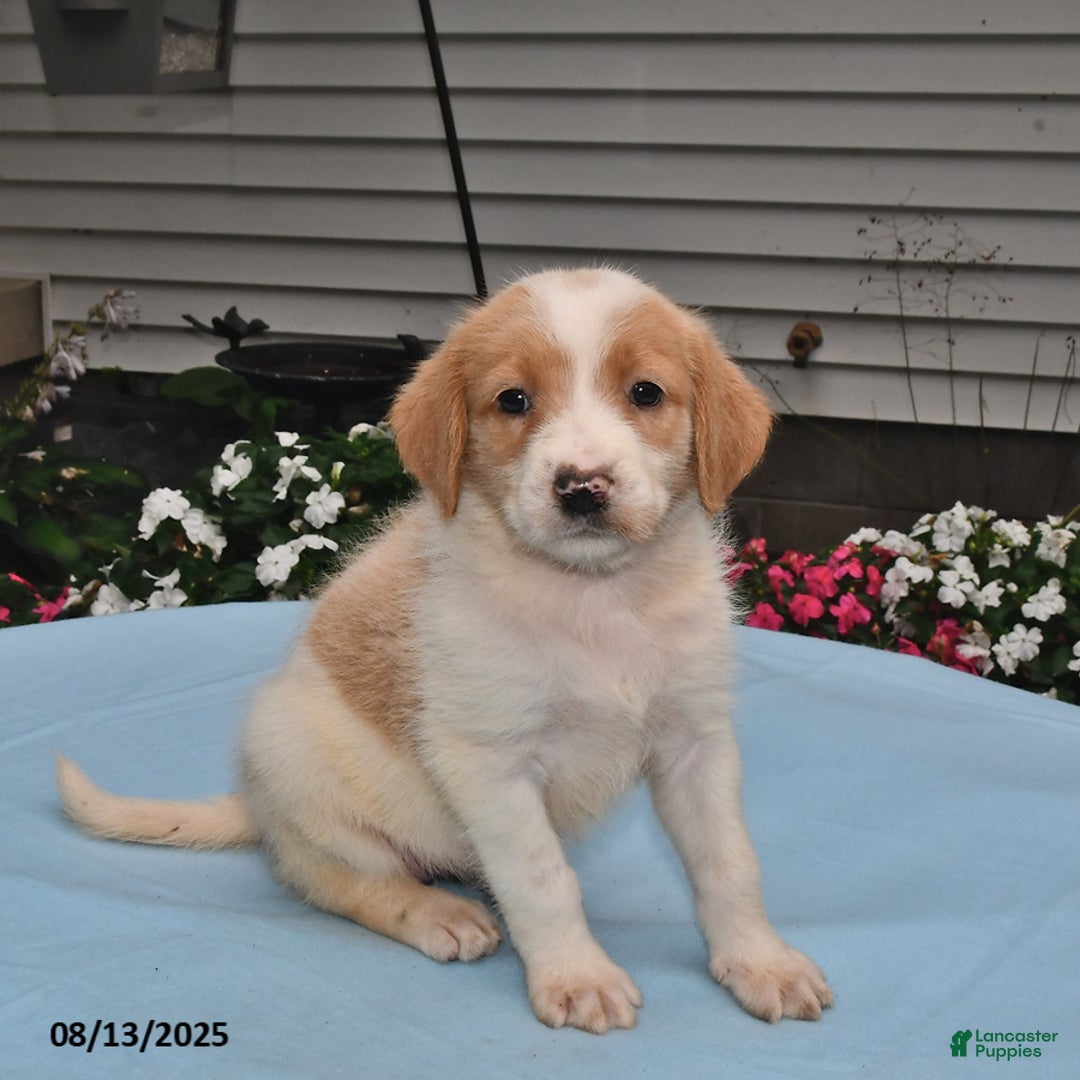 Goldador dogs for sale: Ava - Image 1