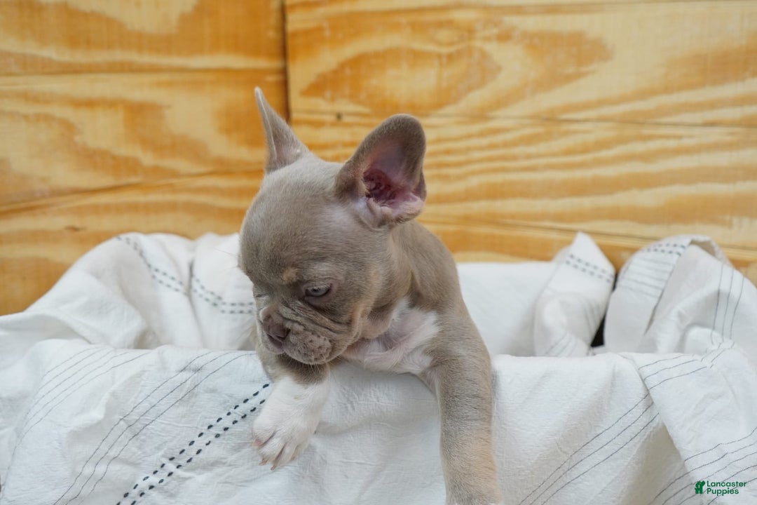 French Bulldog dogs for sale: Blaze - Image 2