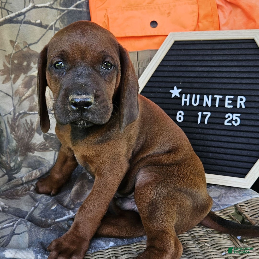 Redbone Coonhound dogs for sale: Hunter - Image 4