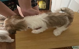 Shih Tzu dogs for sale: Bitty - Image 1