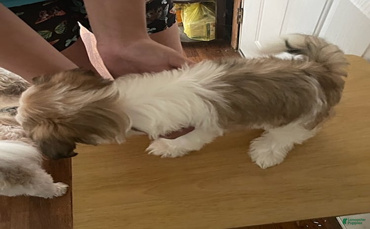 Shih Tzu dogs for sale - Ad 3