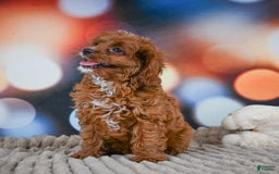 Cavapoo dogs for sale: Drover - Image 15
