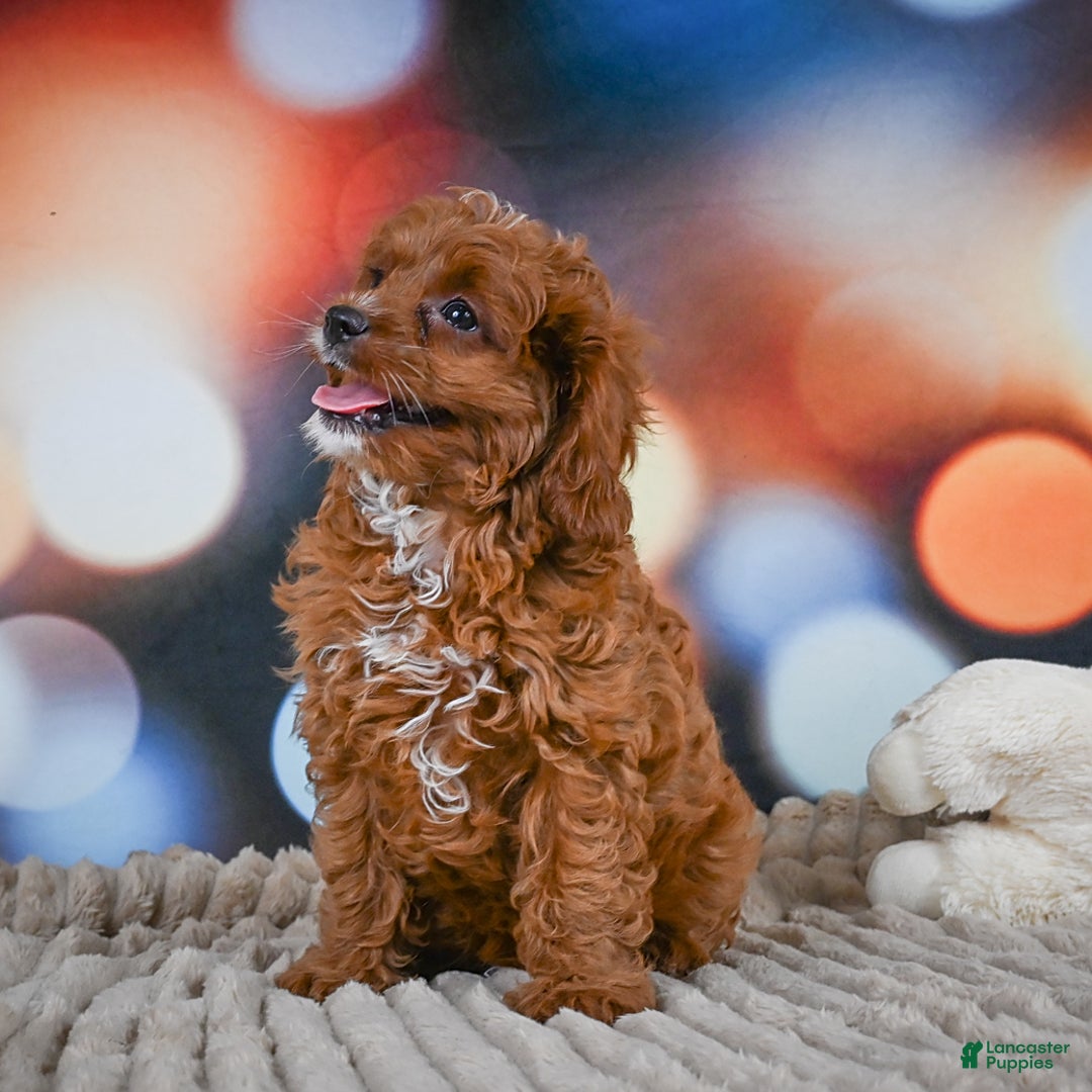 Cavapoo dogs for sale: Drover - Image 15