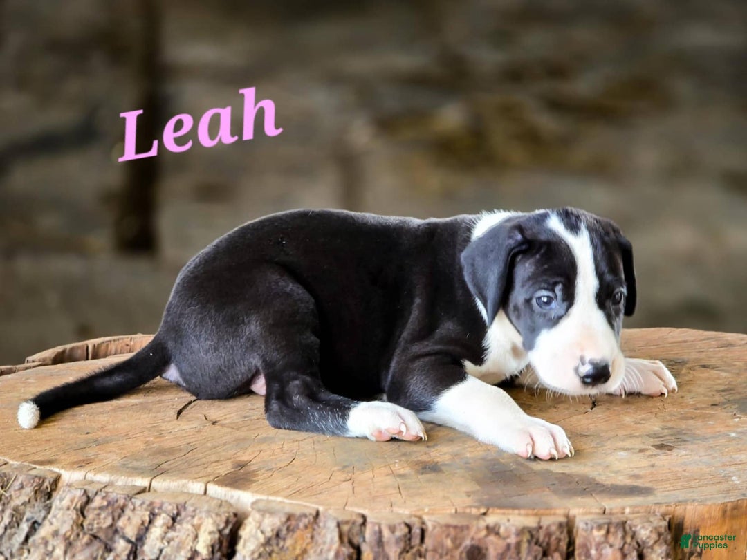 Great Dane dogs for sale: Leah - Image 3