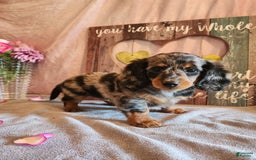 Miniature Dachshund dogs for sale: Delilah - Image 4