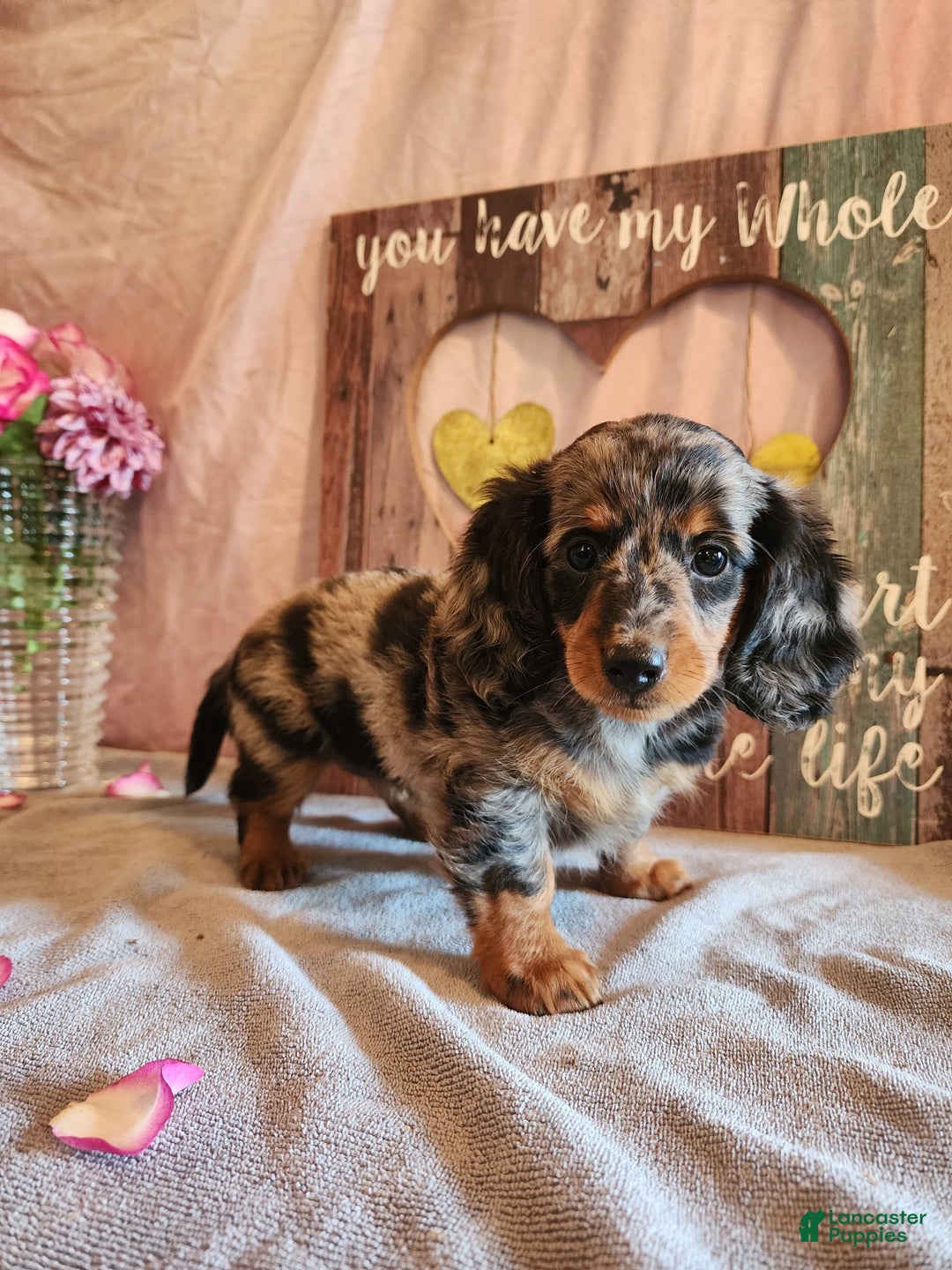 Miniature Dachshund dogs for sale: Delilah - Image 4