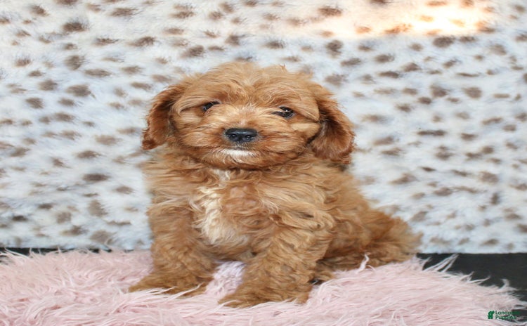 Cavapoo dogs for sale - Ad 5