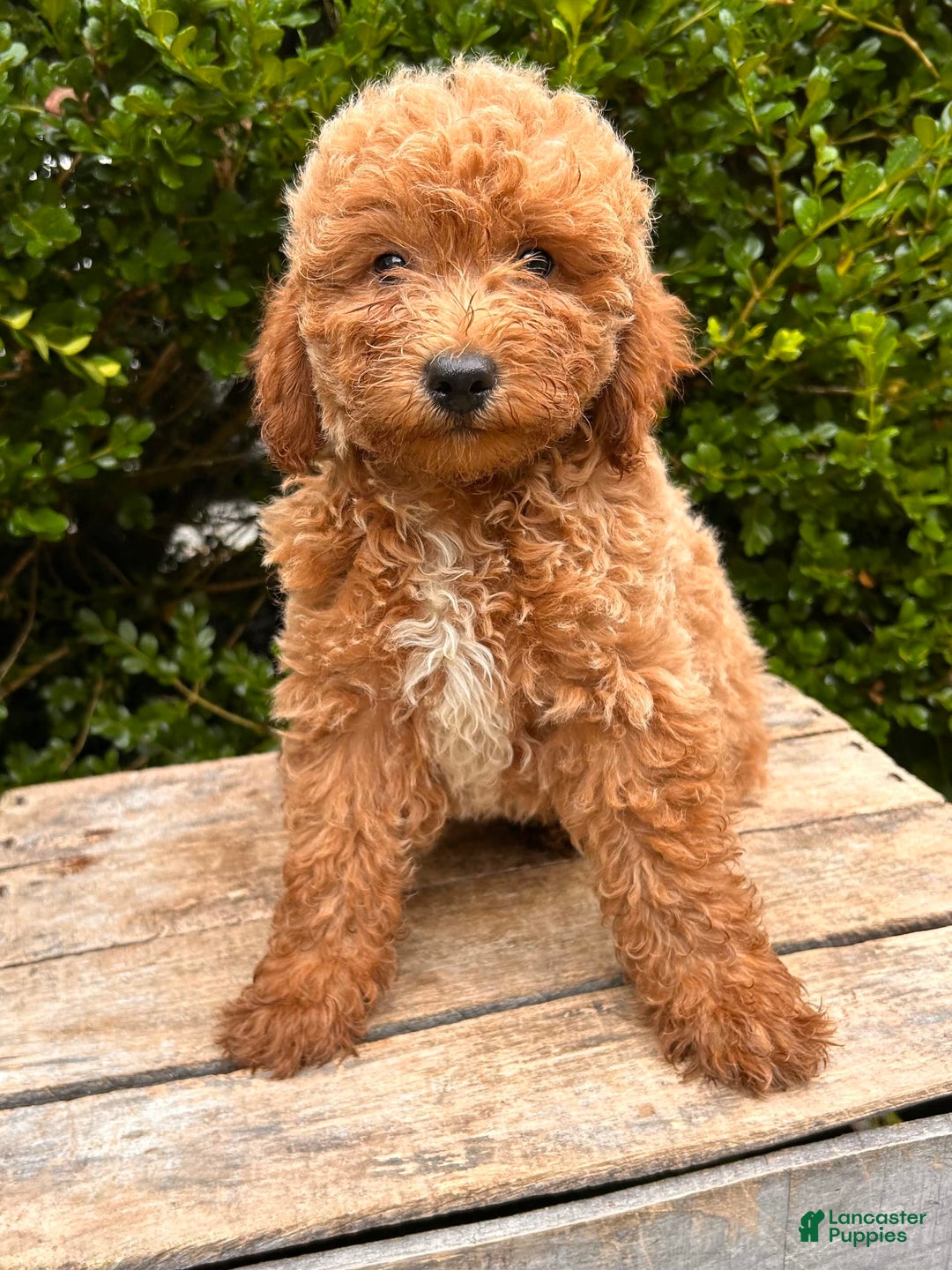 Mini Goldendoodle dogs for sale: Otis - Image 5