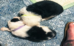 Old English Sheepdog dogs for sale: Violet - Image 9