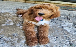 Labradoodle dogs for sale: Teddy - Image 2