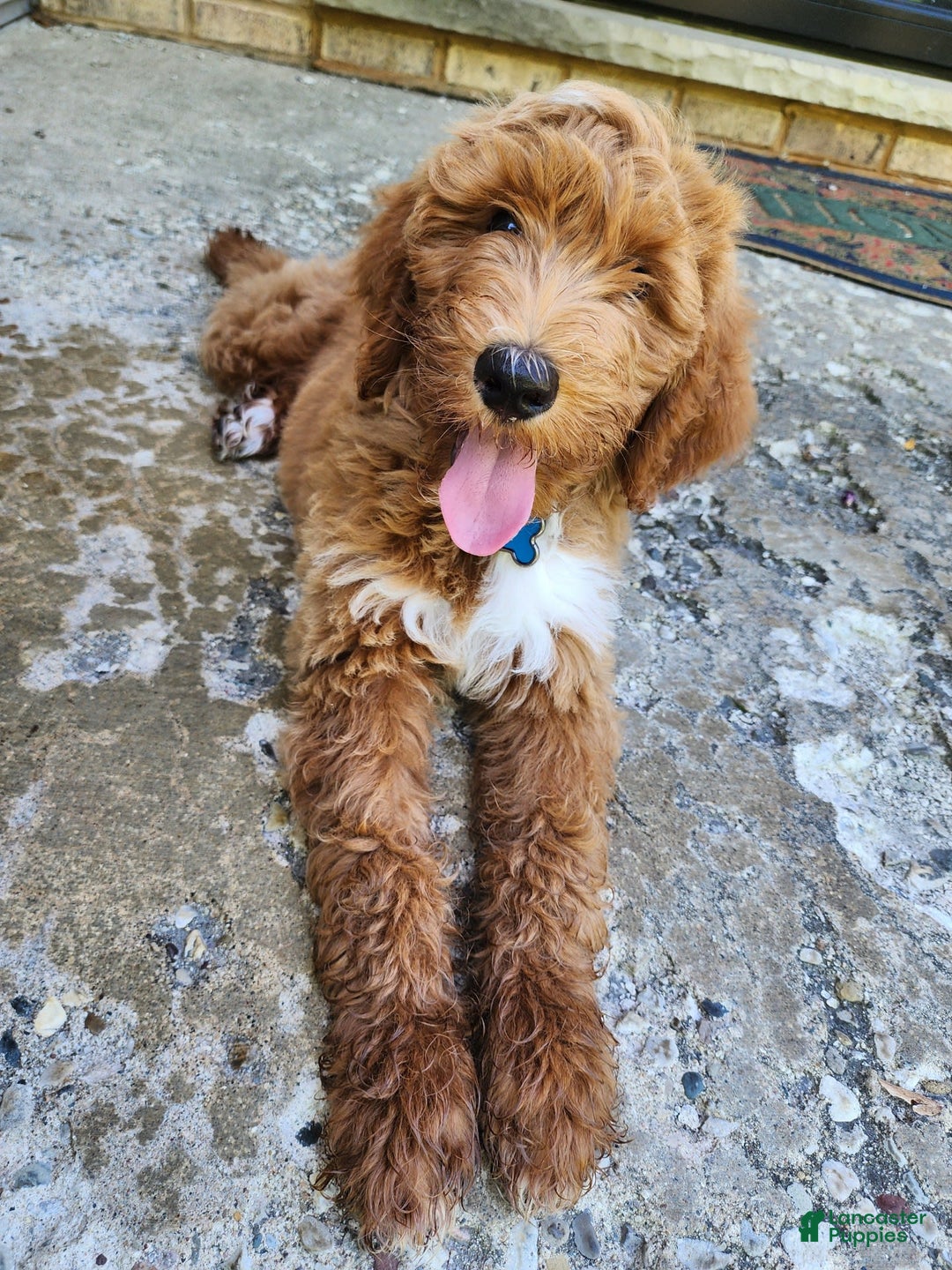 Labradoodle dogs for sale: Teddy - Image 2