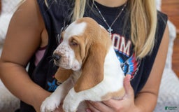 Basset Hound dogs for sale: Daisy - Image 5