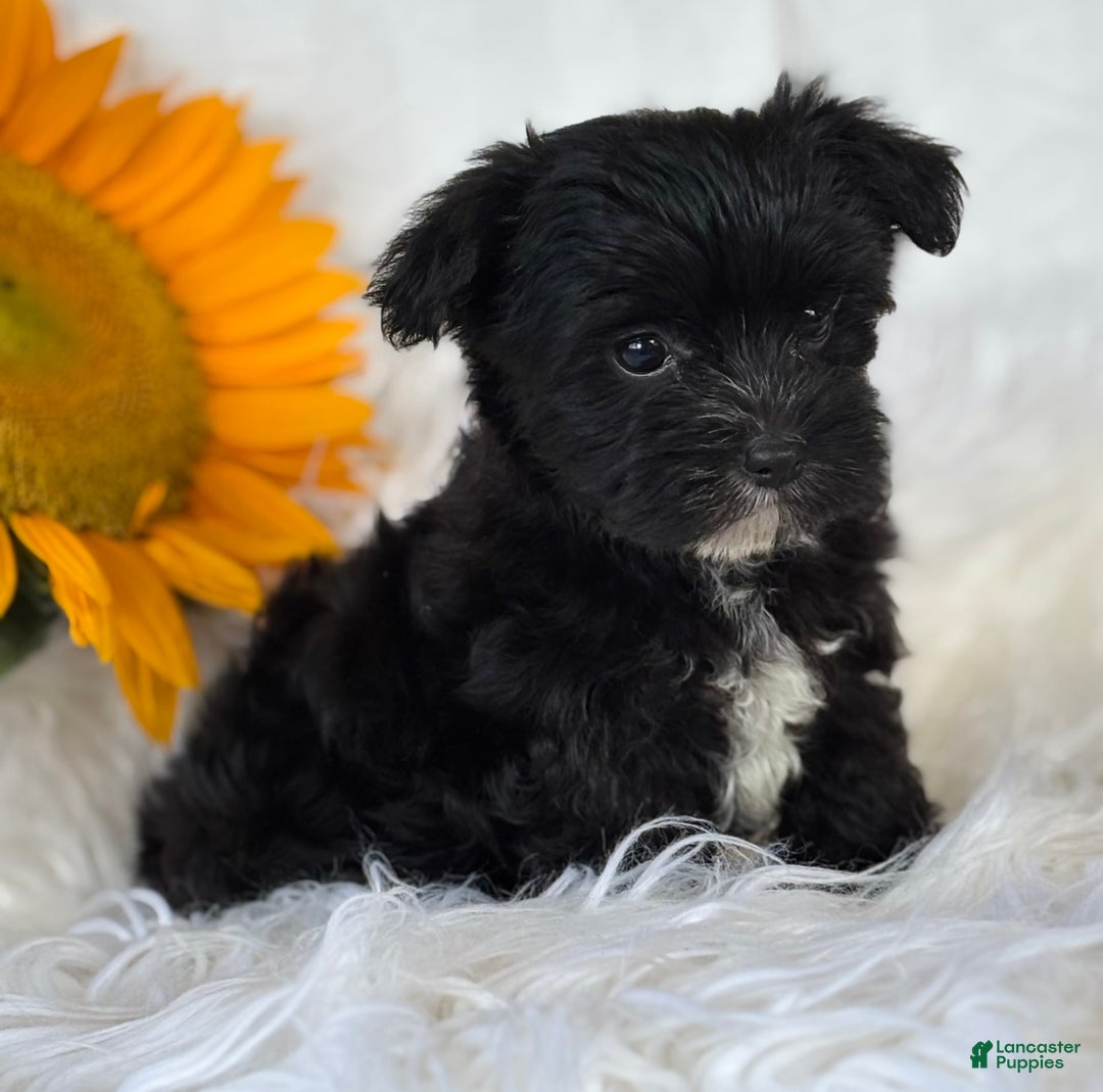 Morkie dogs for sale: LOGAN - Image 12