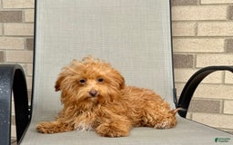 Maltipoo dogs for sale: Kristie - Image 5