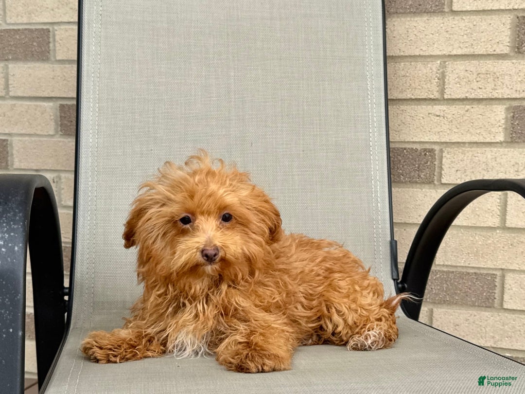 Maltipoo dogs for sale: Kristie - Image 5