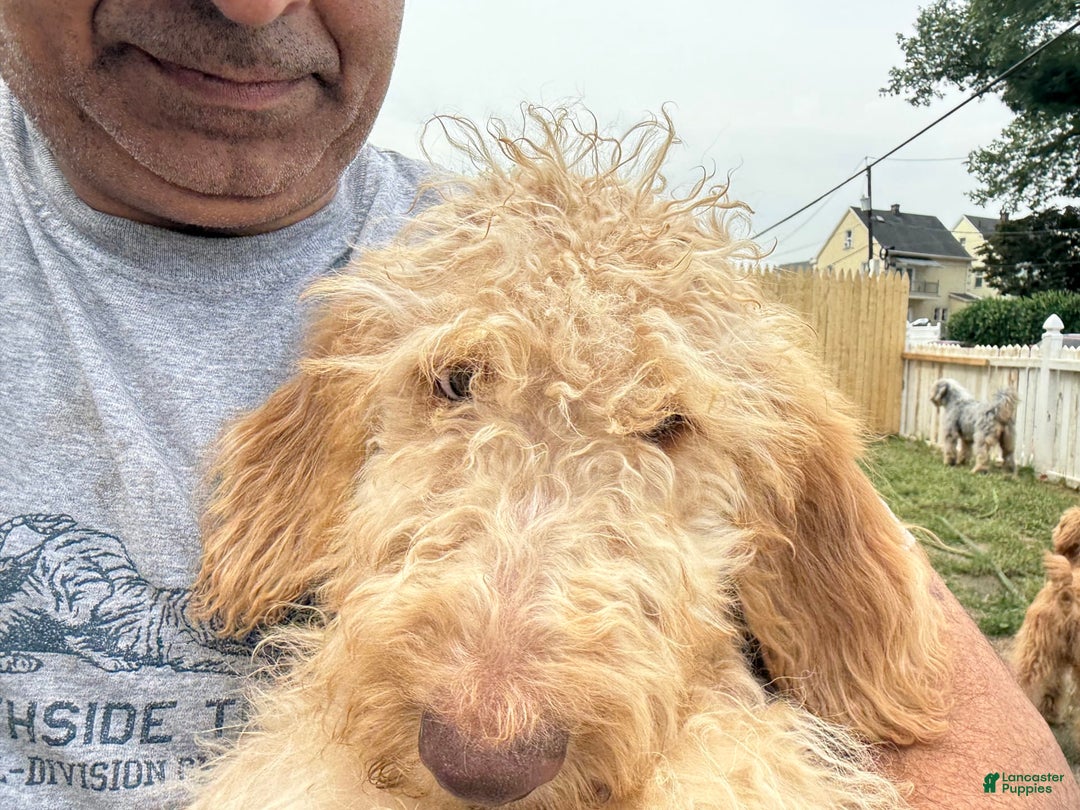Goldendoodle dogs for sale: Luna - Image 17