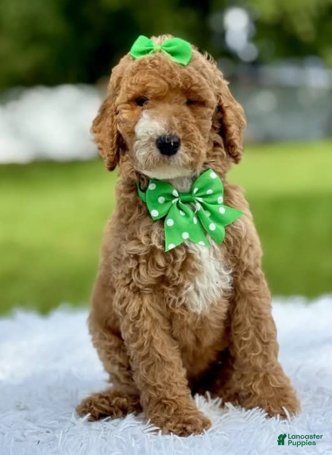 Goldendoodle dogs for sale: Dream - Image 7