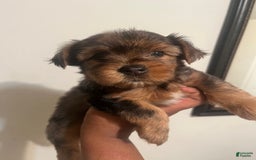 Yorkshire Terrier dogs for sale: Lucy - Image 3
