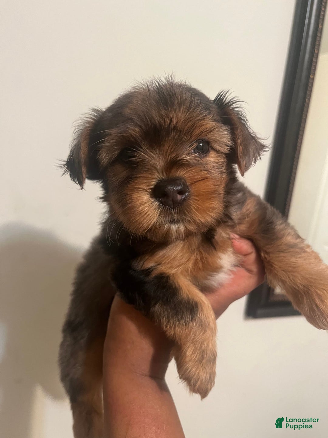 Yorkshire Terrier dogs for sale: Lucy - Image 3