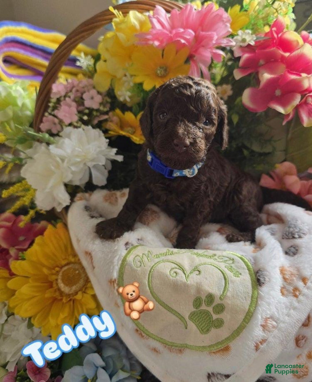 Toy Poodle dogs for sale: Teddy - Image 1
