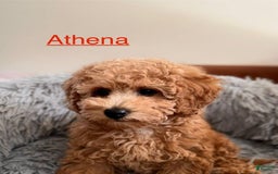 Toy Poodle dogs for sale: Athena - Image 4