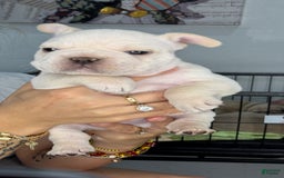 French Bulldog dogs for sale: Max - Image 2