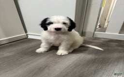 Saint Berdoodles dogs for sale: Bailey - Image 4