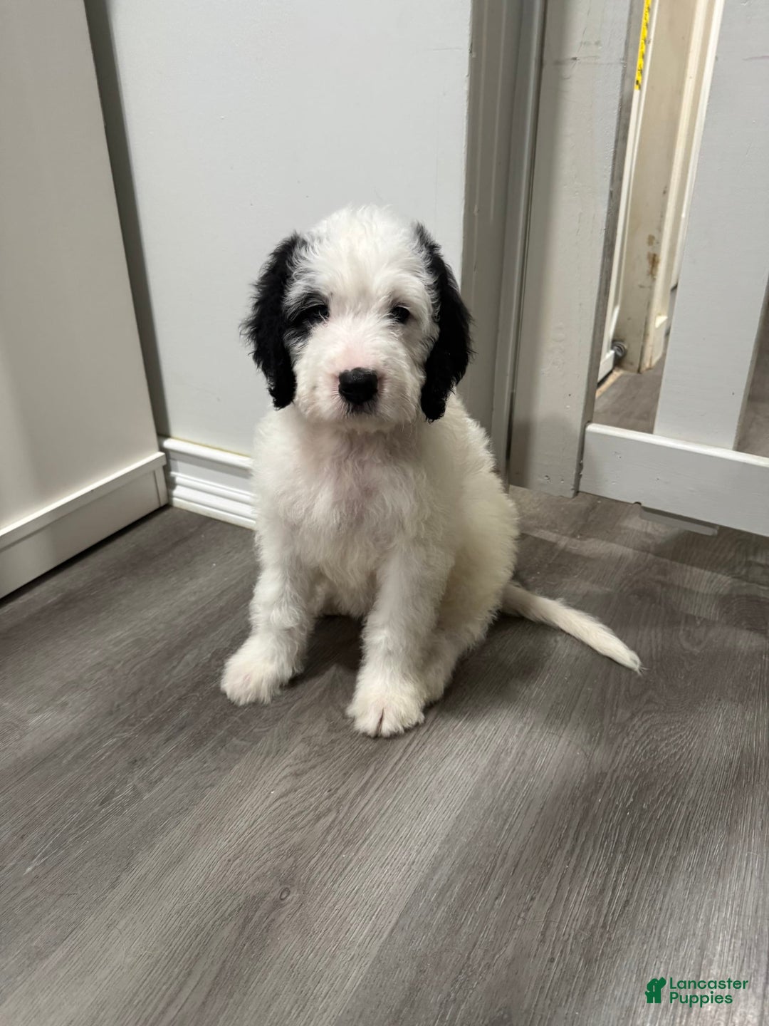 Saint Berdoodles dogs for sale: Bailey - Image 4