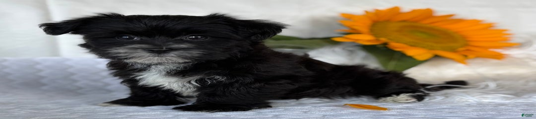LAKOTA
