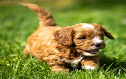 Cavapoo dogs for sale: Biscuit - Image 12