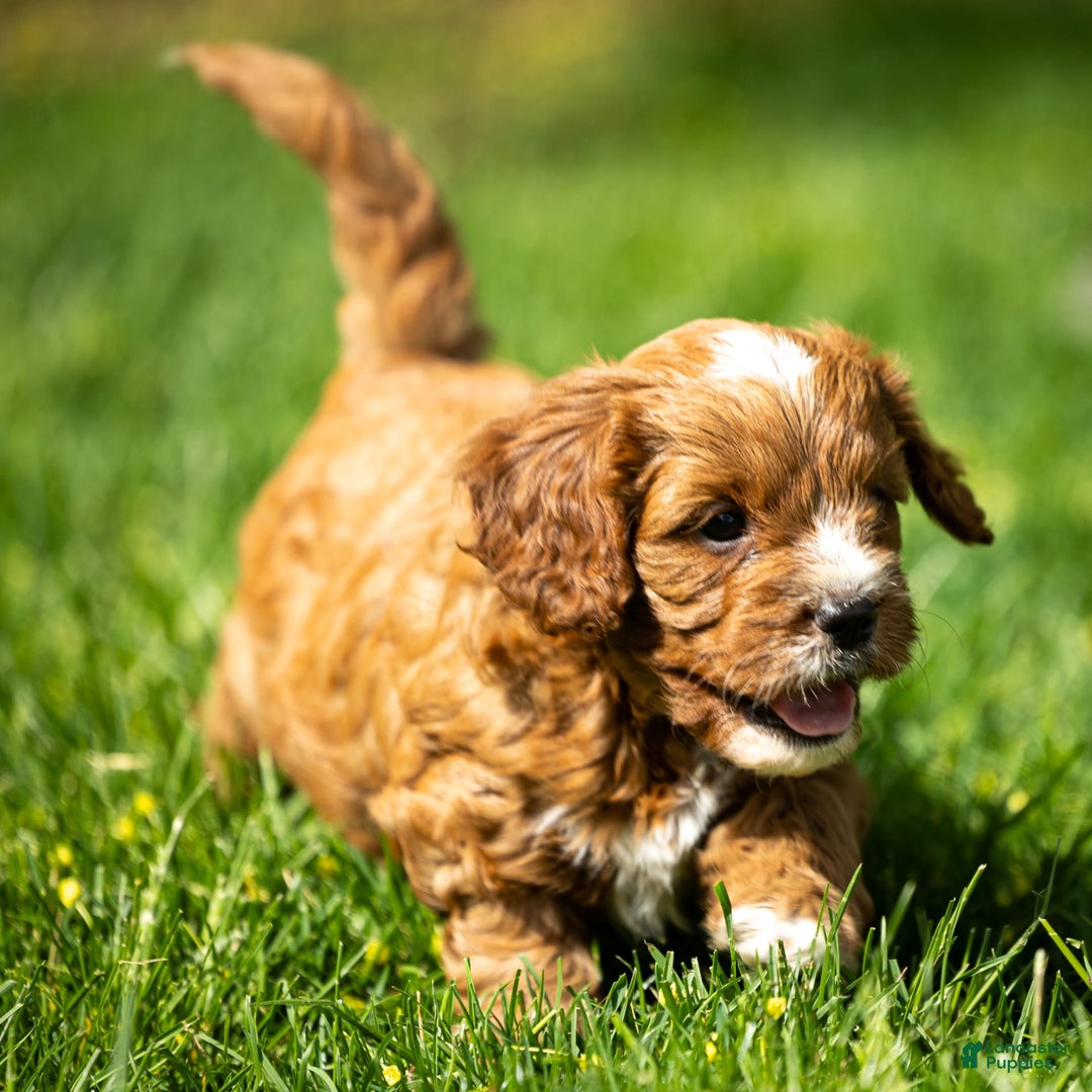 Cavapoo dogs for sale: Biscuit - Image 12