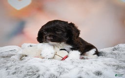 Cocker Spaniel dogs for sale: Leo - Image 9
