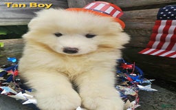Samoyed dogs for sale: Richard - Image 4