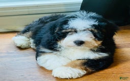 Mini Bernedoodle dogs for sale: Peaches N Cream - Image 9