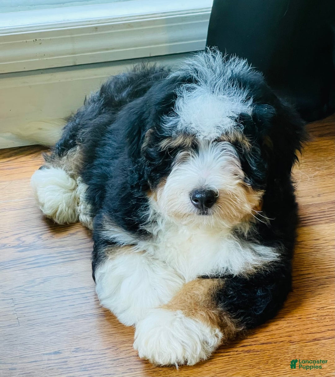 Mini Bernedoodle dogs for sale: Peaches N Cream - Image 9