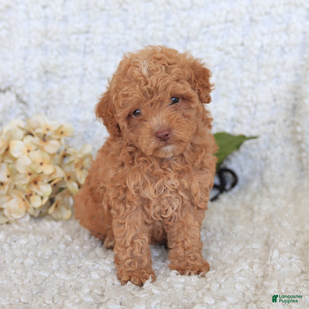 Toy Poodle dogs for sale: Blossom - Image 3