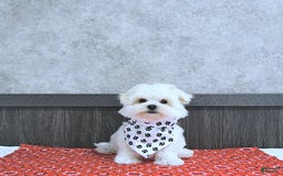 Maltese dogs for sale: Theo - Image 1