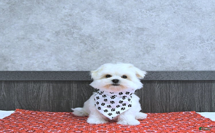 Maltese dogs for sale - Ad 1