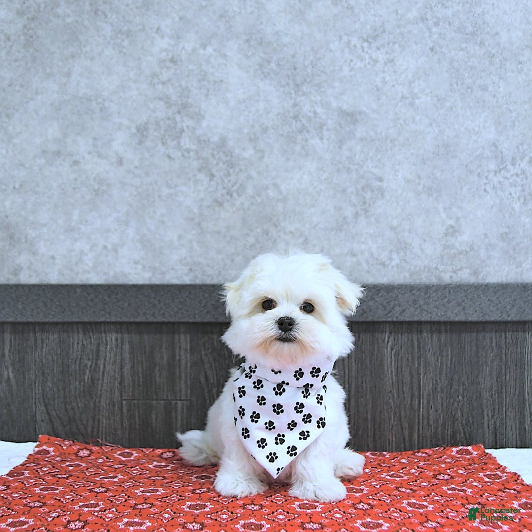 Maltese dogs for sale: Theo - Image 1