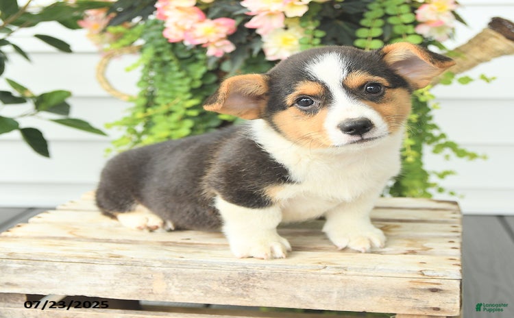 Welsh Corgi Pembroke dogs for sale - Ad 2