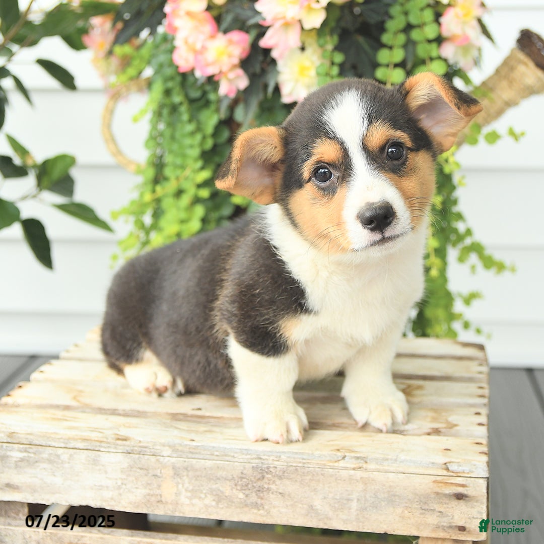 Welsh Corgi Pembroke dogs for sale: Paddington - Image 1
