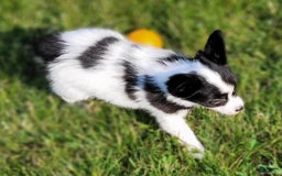 Papillon dogs for sale: Glory - Image 2