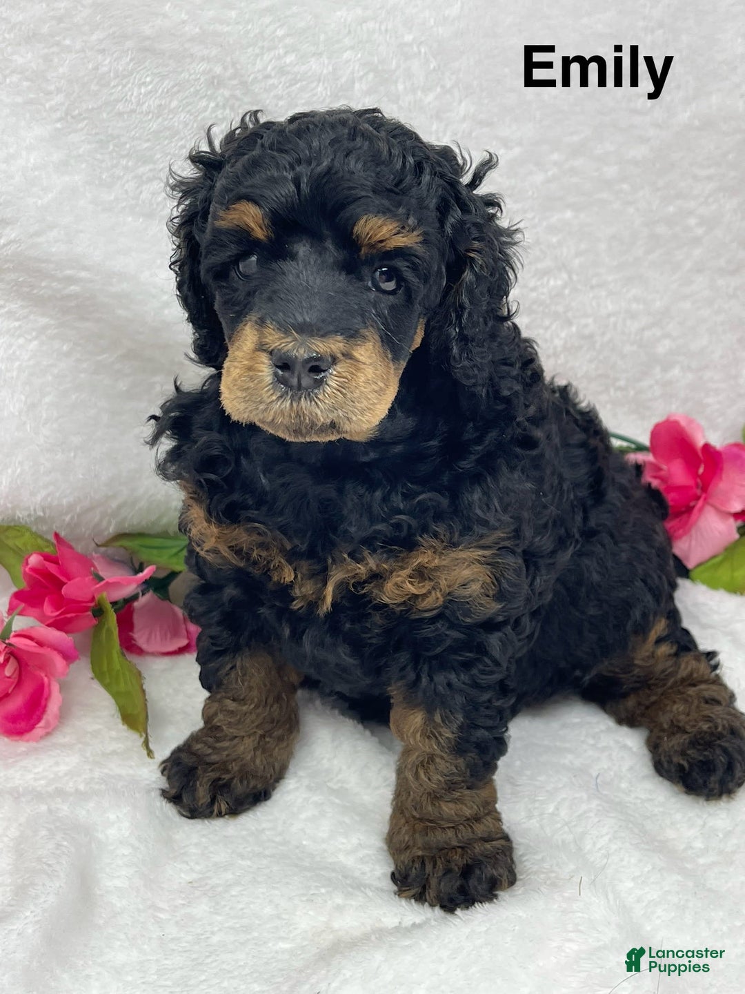 Standard Poodle dogs for sale: Emily - Image 3