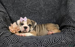 Olde English Bulldogge dogs for sale: Ginger - Image 7