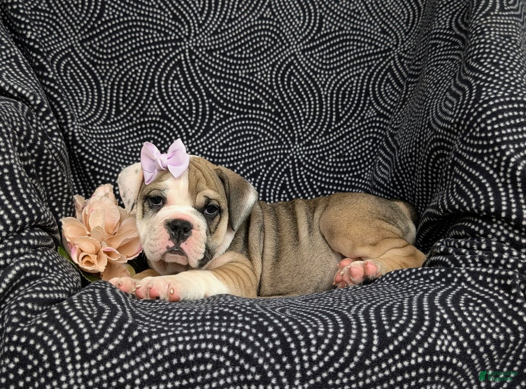 Olde English Bulldogge dogs for sale: Ginger - Image 7