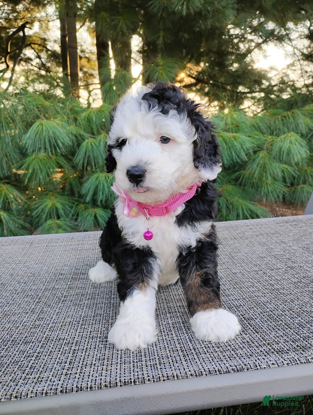 Bernedoodle dogs for sale: Brie - Image 4