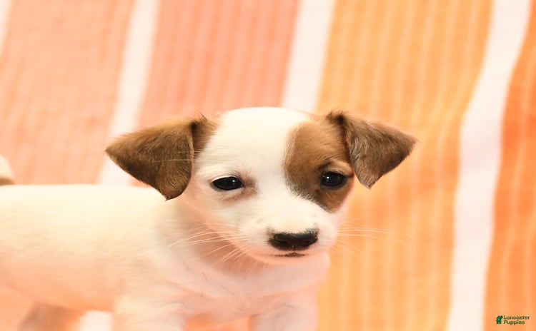 Jack Russell Terrier dogs for sale - Ad 3