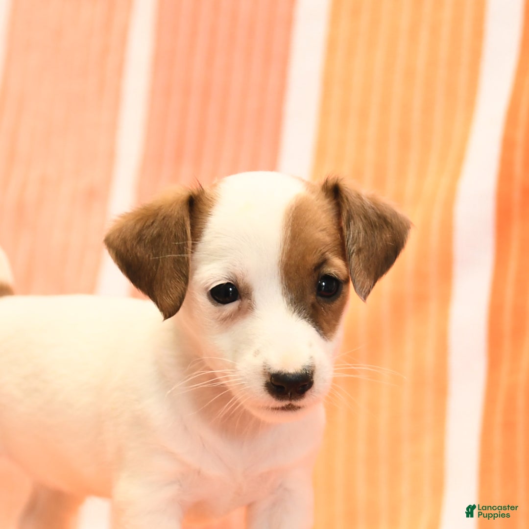 Jack Russell Terrier dogs for sale: Lisa - Image 1